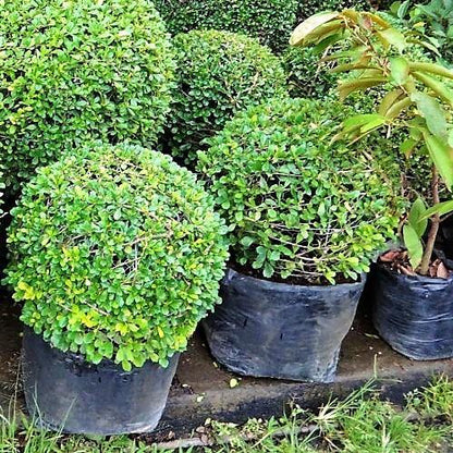 Ehretia microphylla, Fukien Tea Tree, Ball – image 4