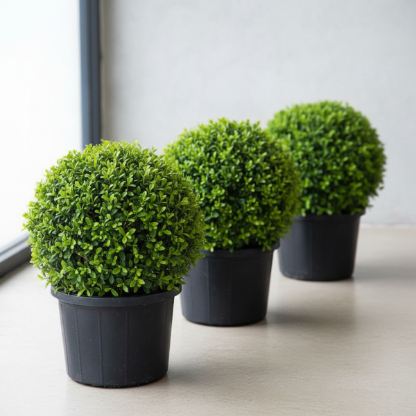 Ehretia microphylla, Fukien Tea Tree, Ball – image 7