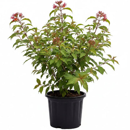Fire Bush, Hamelia Patens – image 2
