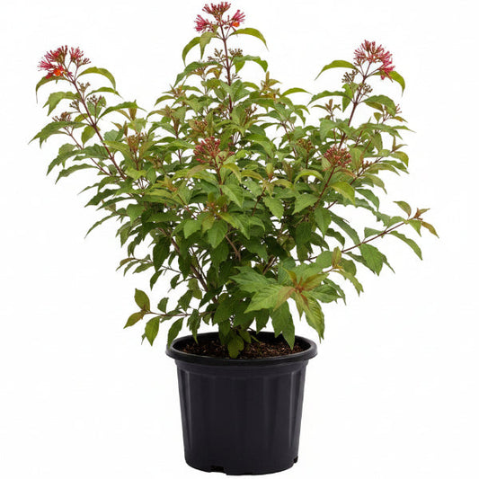 Fire Bush, Hamelia Patens – image 2