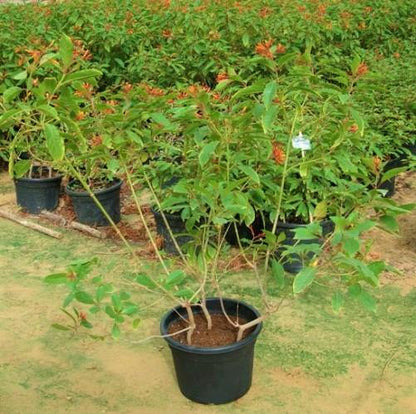 Fire Bush, Hamelia Patens – image 5