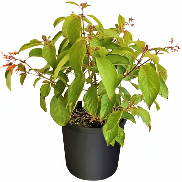 Fire Bush, Hamelia Patens – image 4