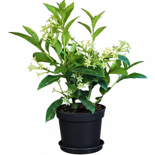 Cestrum nocturnum, Night Queen, Night-blooming jasmine – image 1
