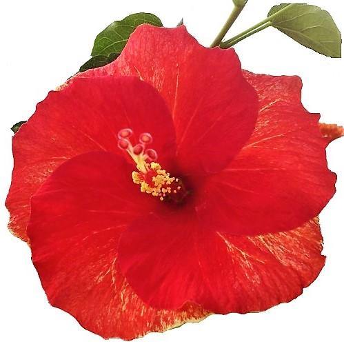 Sinensis Red, Hibiscus Rosa – image 4