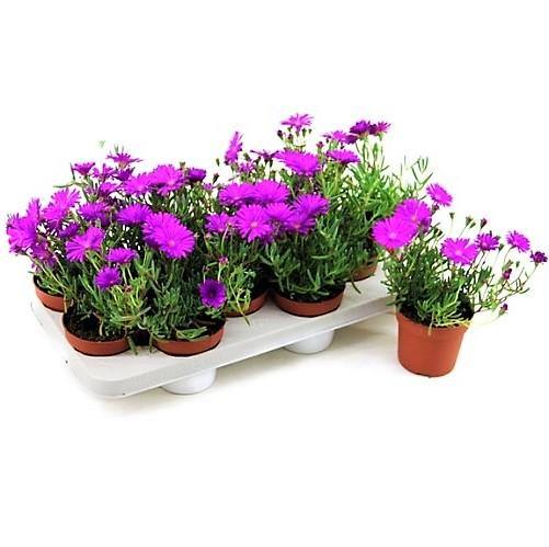Lampranthus spectabilis, Copiosus (small) – image 5
