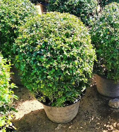 Ehretia Big (Different Shapes) – image 13