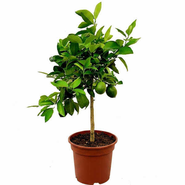 Office Lemon Tree, Citrus Lemon with fruit – image 6