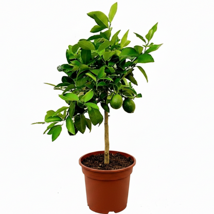 Office Lemon Tree, Citrus Lemon with fruit – image 6