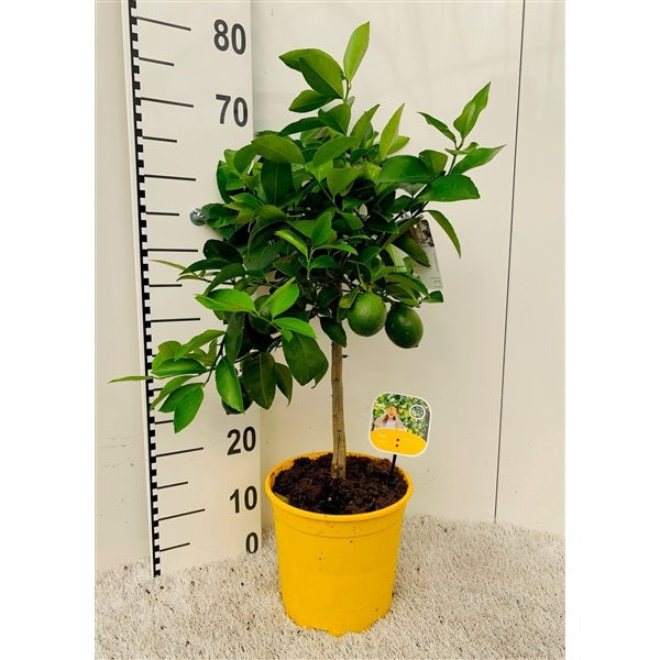 Office Lemon Tree, Citrus Lemon with fruit – image 4