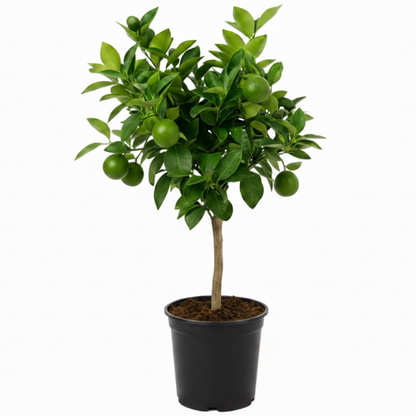 Office Lemon Tree, Citrus Lemon with fruit – image 7