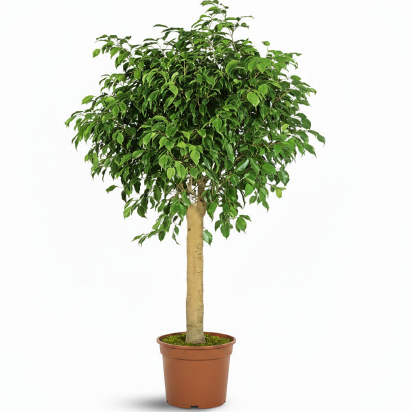 Ficus Diversifolia Rounded Big – image 3