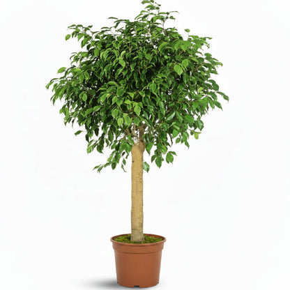 Ficus Diversifolia Rounded Big – image 3