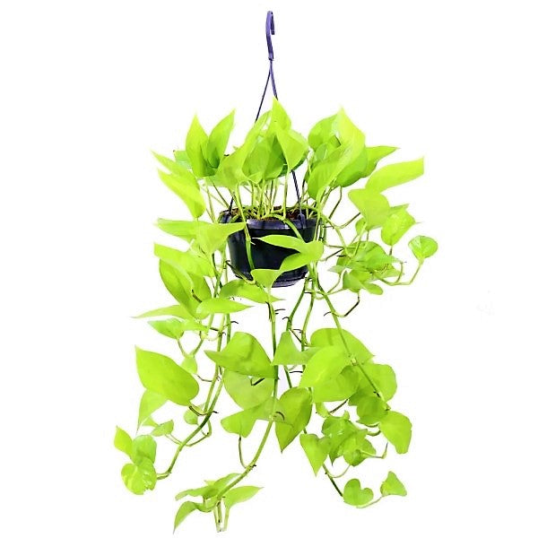 Golden Pothos - Epipremnum Aureum – Green Plants