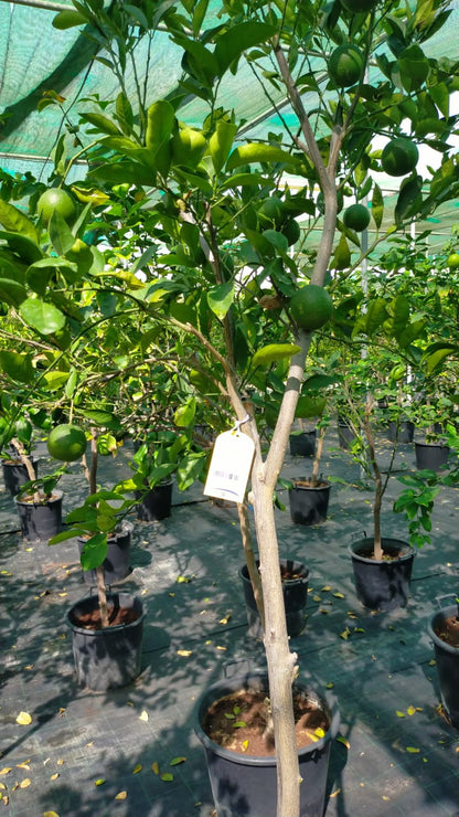 Citrus orange, Abu Surra, Orange Tree – image 4