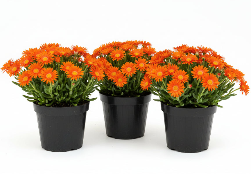 Lampranthus spectabilis, Copiosus (small) – image 8