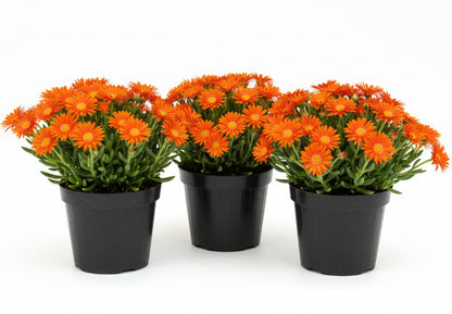 Lampranthus spectabilis, Copiosus (small) – image 8