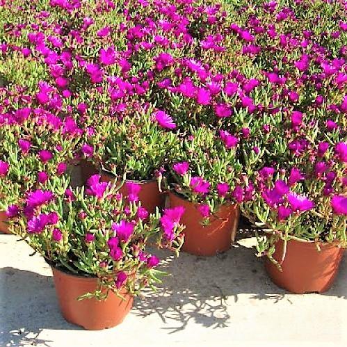 Lampranthus spectabilis, Copiosus (small) – image 6