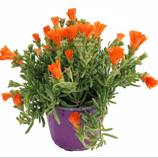 Lampranthus spectabilis, Copiosus (small) – image 1