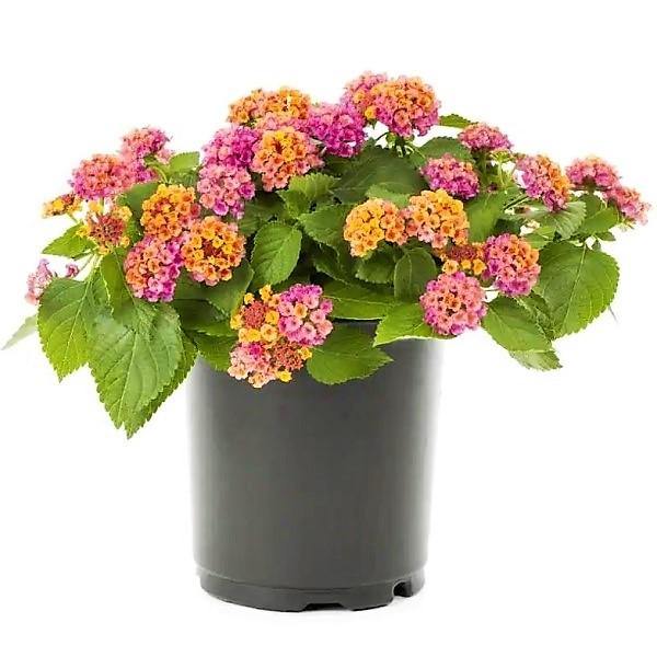 Lantana Camara Pink – image 3