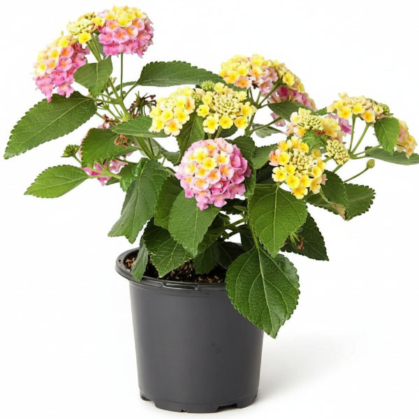Lantana Camara Pink – image 1