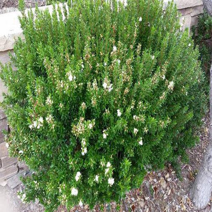 Myrtle, Myrtus Communis – image 6