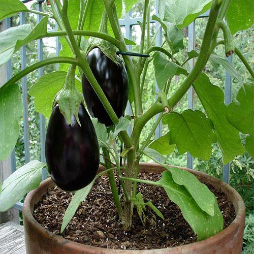 Eggplant – image 4