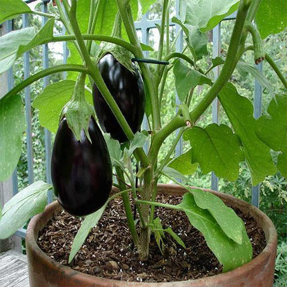 Eggplant – image 4