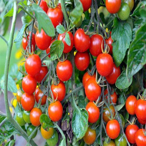 Cherry Tomato Plant – image 6