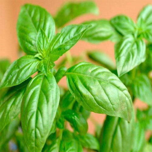 Ocimum Basilicum, Sweet Basil, Sweet Genovese – image 2