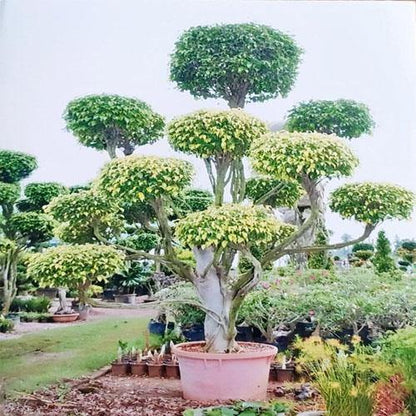 Ficus Multi Head – image 3