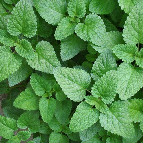 Balm Mint, Melissa – image 3