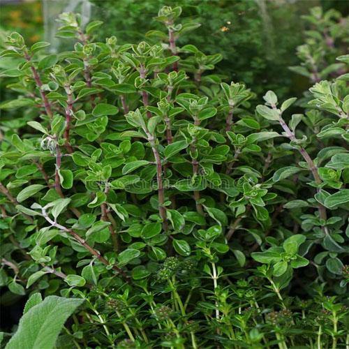 Sweet Marjoram – image 7