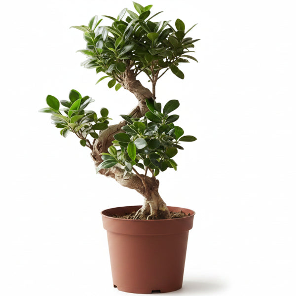 Ficus S Bonsai – image 5