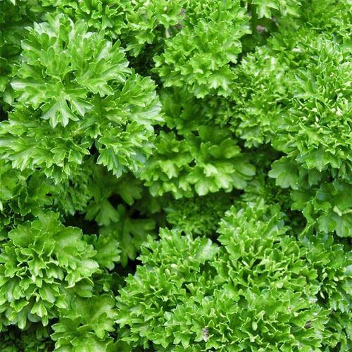 Parsley Plant – image 5