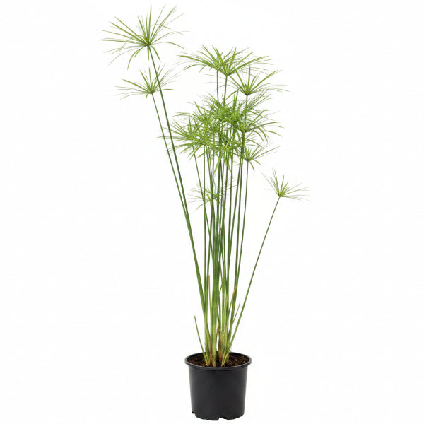 Cyperus Alternifolius, Umbrella Papyrus – image 3