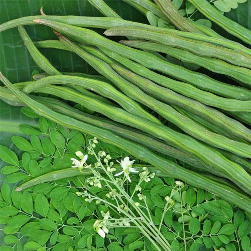 Moringa Oleifera, Drum Stick – image 6