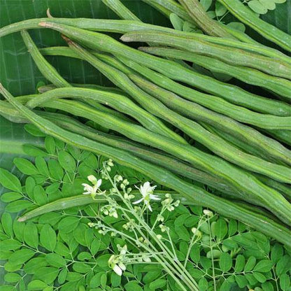 Moringa Oleifera, Drum Stick – image 6