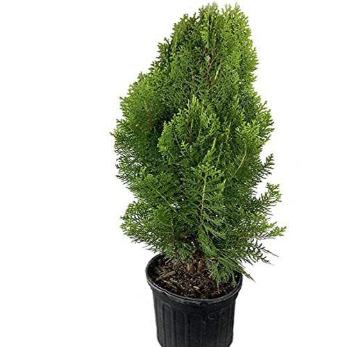 Thuja Orientalis – image 5