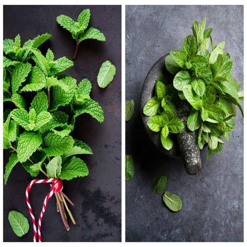 Mint Plant, Mentha – image 6