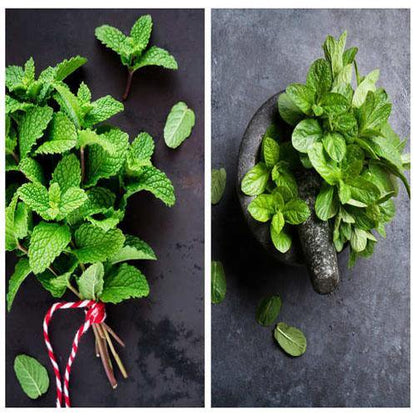 Mint Plant, Mentha – image 6