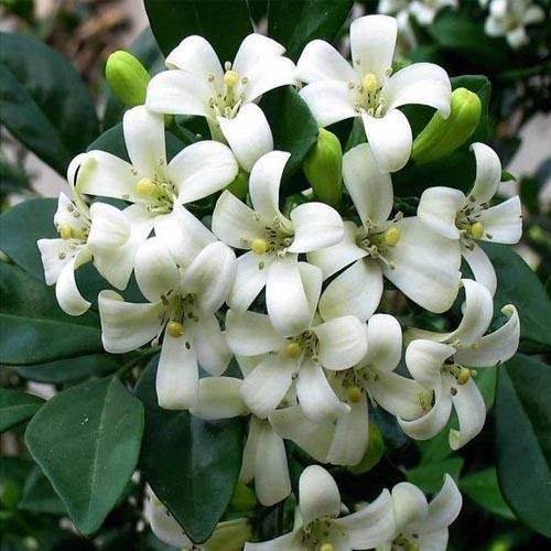Murraya paniculata, Orange Jasmine, Thai Jasmine – image 5