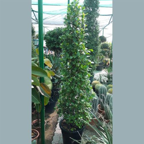 Ficus Diversifolia, Ficus Panda - Cone Shape – image 5