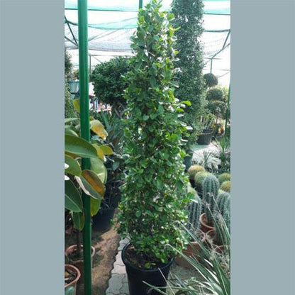 Ficus Diversifolia, Ficus Panda - Cone Shape – image 5