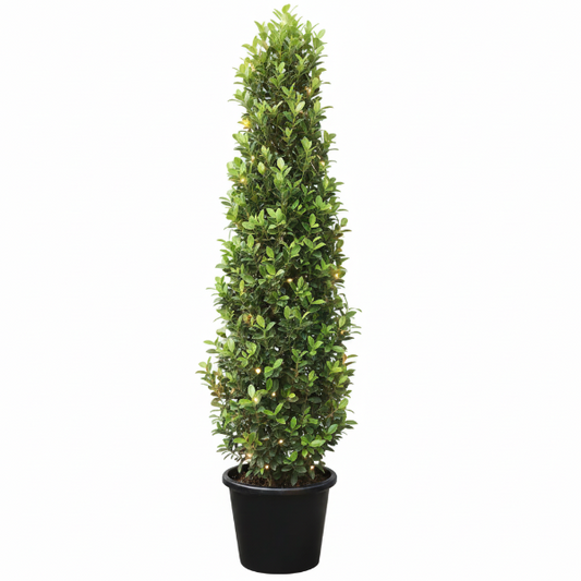 Ficus Diversifolia, Ficus Panda - Cone Shape – image 1