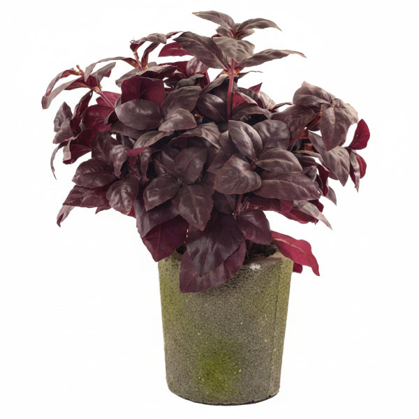 Alternanthera, Purple Knight (small) – image 1