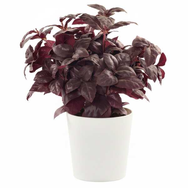 Alternanthera, Purple Knight (small) – image 4