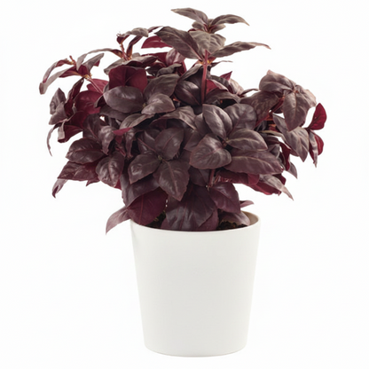Alternanthera, Purple Knight (small) – image 4