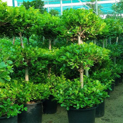 Ficus Diversifolia Three Heads – image 5