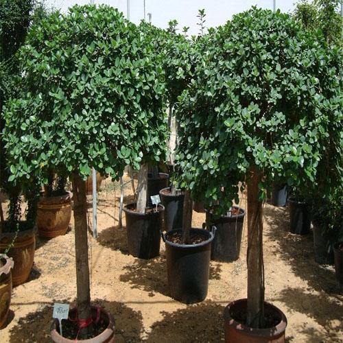 Ficus Diversifolia Rounded Big – image 5