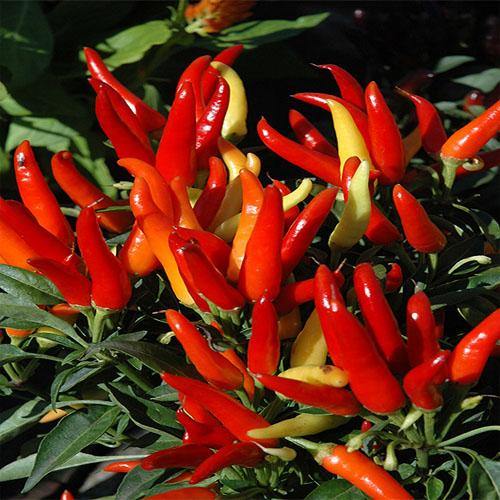 Ornamental Pepper Plant – image 6